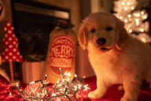 Golden Retriever Puppy Dog Wrapped In Decorative Lights Under The Christmas Tree. 
