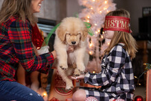 Woman Hands Child A Golden Retriever Puppy Dog As A Surprise Present On Christmas Morning
