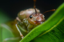 The Oecophylla Smaragdina Queen Ant