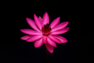 Wall Mural - Beautiful pink water lily on black background