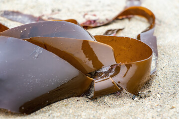 Shiny wet seaweed leaves on a sand.Close up.