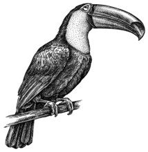 Black And White Engrave Isolated Toucan Illustration