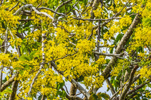 Golden Shower Yellow Flowers Tree Moorea Tahiti