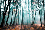 Fototapeta Na ścianę - mgła o poranku w lesie w promienie słońca