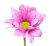 Pink Chrysanthemum Flower With Yellow Center On White Background