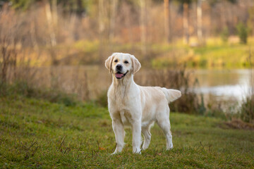 Wall Mural - golden retriever dog walking outdoor in autumn park