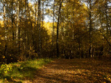Fototapeta Las - Indian Summer in the forest. Yellow foliage on the trees. Yellow foliage on the trees. Autumn in the forest 