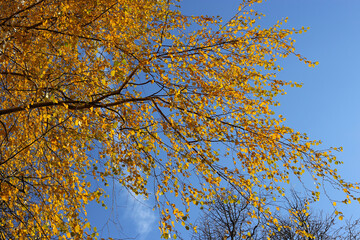 Wall Mural - branches of autumn birch tree with bright yellow leaves
