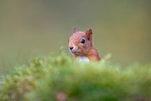 Head Of Eurasian Red Squirrel (Sciurus Vulgaris) Peeking From Behind Moss