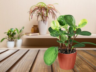 Wall Mural - Potted green house plant with leaves on wooden table