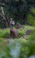 Egyptian Goose Standing On A Rock Looking Back In Lush Green Forest