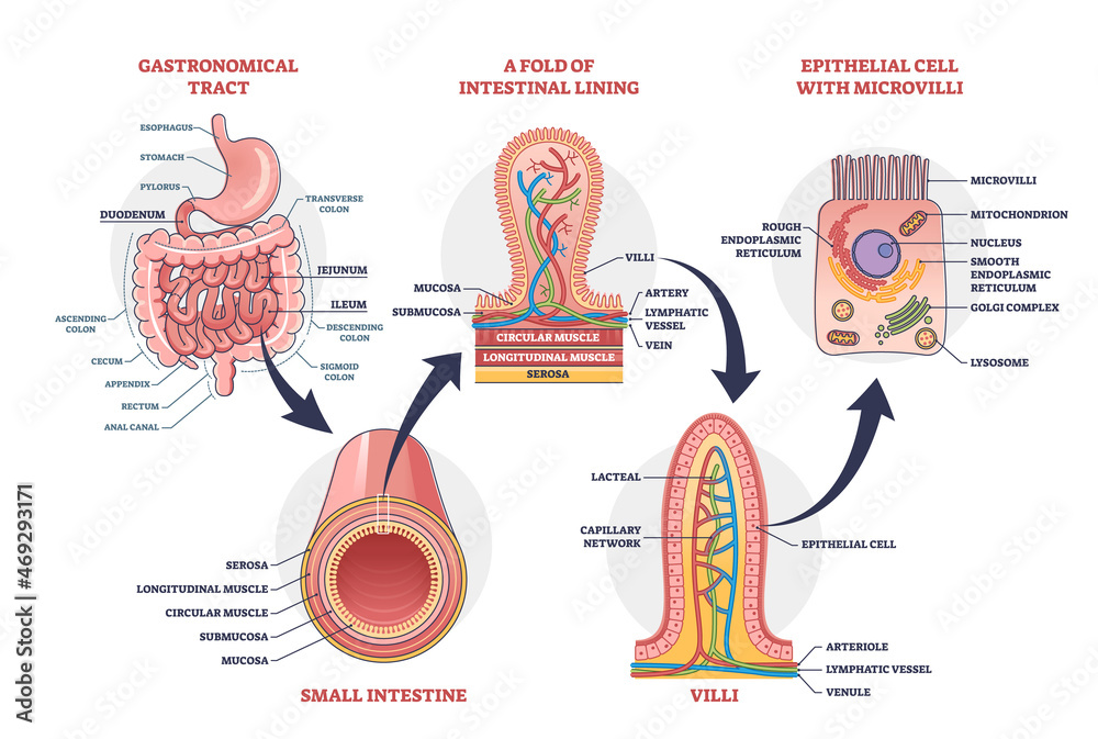 Simple Intestine Small intestine with scientific gastrointestinal tract structure ...