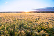 Gold-gelbes Roggen-Getreidefeld beim Sonnenuntergang im Spätsommer in England