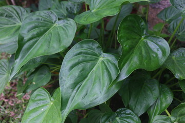 Wall Mural - a type of taro plant that is planted in the yard of the house as a decoration of the yard of the house to make it look more natural and beautiful so that it makes the house look fresh