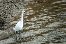 Beautiful White Egret Standing At The Waters Edge
