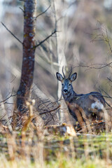 Canvas Print - Vigilant Roe deer buck in the woodland looking at camera