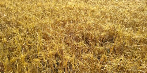 golden wheat field in summer