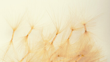 Canvas Print - Seeds of adenium that are ready to grow