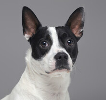 Portrait Of Isolated On Gray Purebred Boston Terrier Dog