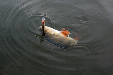 Wall Mural - Summer fishing, perch fishing spinning reel on the lake