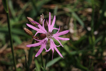 Ragged Robin Pink Flower In Close Up
