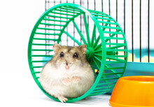 Light Hamster In A Green Wheel Cute Pet