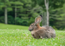 Flemish Giant Bunny Rabbit On Lush Grass Lawn
