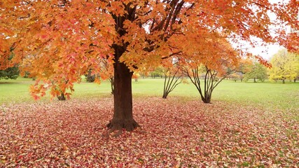 Wall Mural - handheld panning shot from left to right of a large sugar maple tree with peak colorful fall foliage
