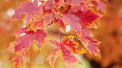 Wall Mural - a close up detailed b-roll shot of a colorful sugar maple branch with peak fall or autumn colors of 