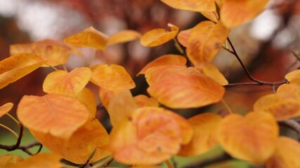 Wall Mural - handheld slow motion panning b-roll detail shot of serrated oval shaped orange colored leaves on a b
