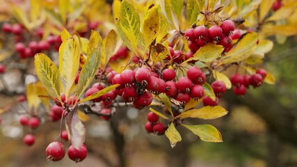 Wall Mural - a closeup handheld shot of fruit and leaves on a branch of a crabapple tree as the foliage begins to