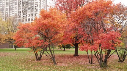 Wall Mural - a panning shot of several smaller trees with red and yellow colored foliage in front of a larger sug