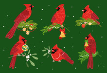 Vector Northern Red Cardinal Birds Set With Spruce Branch, Mistletoe, Christmas Bell And Decoration, Isolated On Green Background.