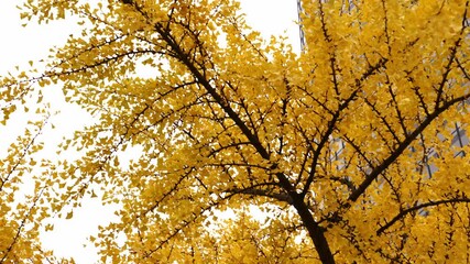 Wall Mural - panning up shot of a branch of a ginkgo biloba tree in autumn with bright yellow colored leaves.