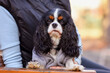 dog cavalier king charles spaniel blenheim on a bench in autumn