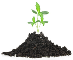 Pile of cultivated soil with green cannabis sprouts isolated on a white background. Marijuana trees.