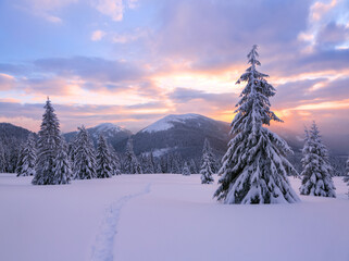 Wall Mural - Winter. Amazing sunrise. High mountains with snow white peaks. A panoramic view of the covered with frost trees in the snowdrifts. Natural landscape with beautiful sky.