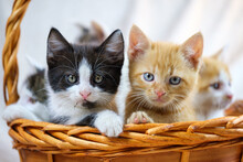 Cute Tabby, Tuxedo And Ginger Kittens In A Basket