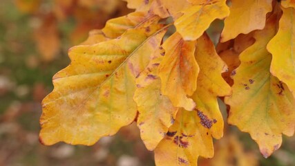 Wall Mural - slow motion panning shot of yellow, orange, green, and brown english white oak tree leaves in autumn