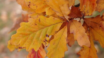 Wall Mural - slow motion panning shot of yellow, orange, green, and brown english white oak tree leaves in autumn