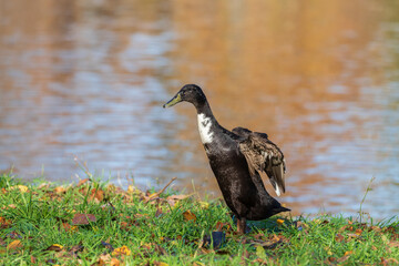 Canvas Print - Male and female ducks swim in the water on a pond in the setting sun.