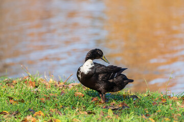 Canvas Print - Male and female ducks swim in the water on a pond in the setting sun.