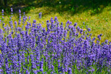 Fototapeta Lawenda - lawenda wąskolistna - lavender	(lavandula angustifolia)