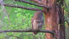 Closeup Long Shot Of Barred Owl Perched On Tree Branch Bird Of Prey Hunting, Looking For Prey Swiveling Head In Forest Of Fairfax County, Northern Virginia