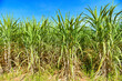 © Bigc Studio - Sugar cane plantation crops in green, Tropical tree plant sugar cane leaves of the green fields nature agricultural farm, sugarcane plant in blue sky