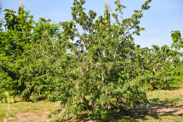 Wall Mural - Tamarind tree, ripe tamarind fruit on tree with leaves in summer background, Tamarind plantation agricultural farm orchard tropical garden