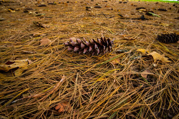 cones on the floor 
