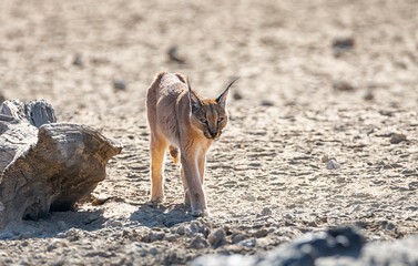 Wall Mural - Caracal