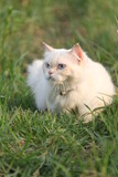 Fototapeta Koty - cat on grass