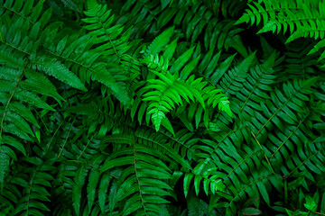 Full Frame of fern Leaves Texture Background. Flat lay, fresh wallpaper banner concept.
